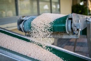 organic grain on conveyor belt