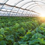 organic produce in greenhouse